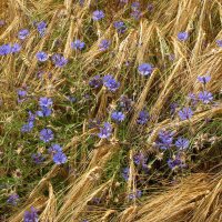 Cornflower (Centaurea cyanus) seeds