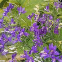 Forking Larkspur (Consolida regalis) seeds