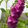 Purple Foxglove (Digitalis purpurea) seeds