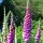 Purple Foxglove (Digitalis purpurea) seeds