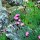 Carthusian Pink (Dianthus carthusianorum) seeds
