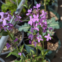 Dames Rocket / Damask Violet (Hesperis matronalis) seeds