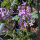 Dames Rocket / Damask Violet (Hesperis matronalis) seeds