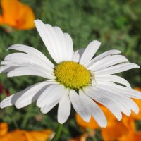 Oxeye Daisy (Leucanthemum vulgare) seeds