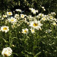 Oxeye Daisy (Leucanthemum vulgare) seeds