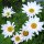 Oxeye Daisy (Leucanthemum vulgare) seeds