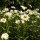 Oxeye Daisy (Leucanthemum vulgare) seeds
