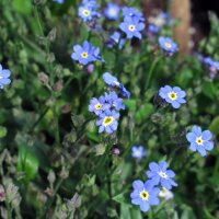 Woodland forget-me-not (Myosotis sylvatica) seeds