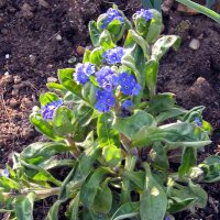 Woodland forget-me-not (Myosotis sylvatica) seeds