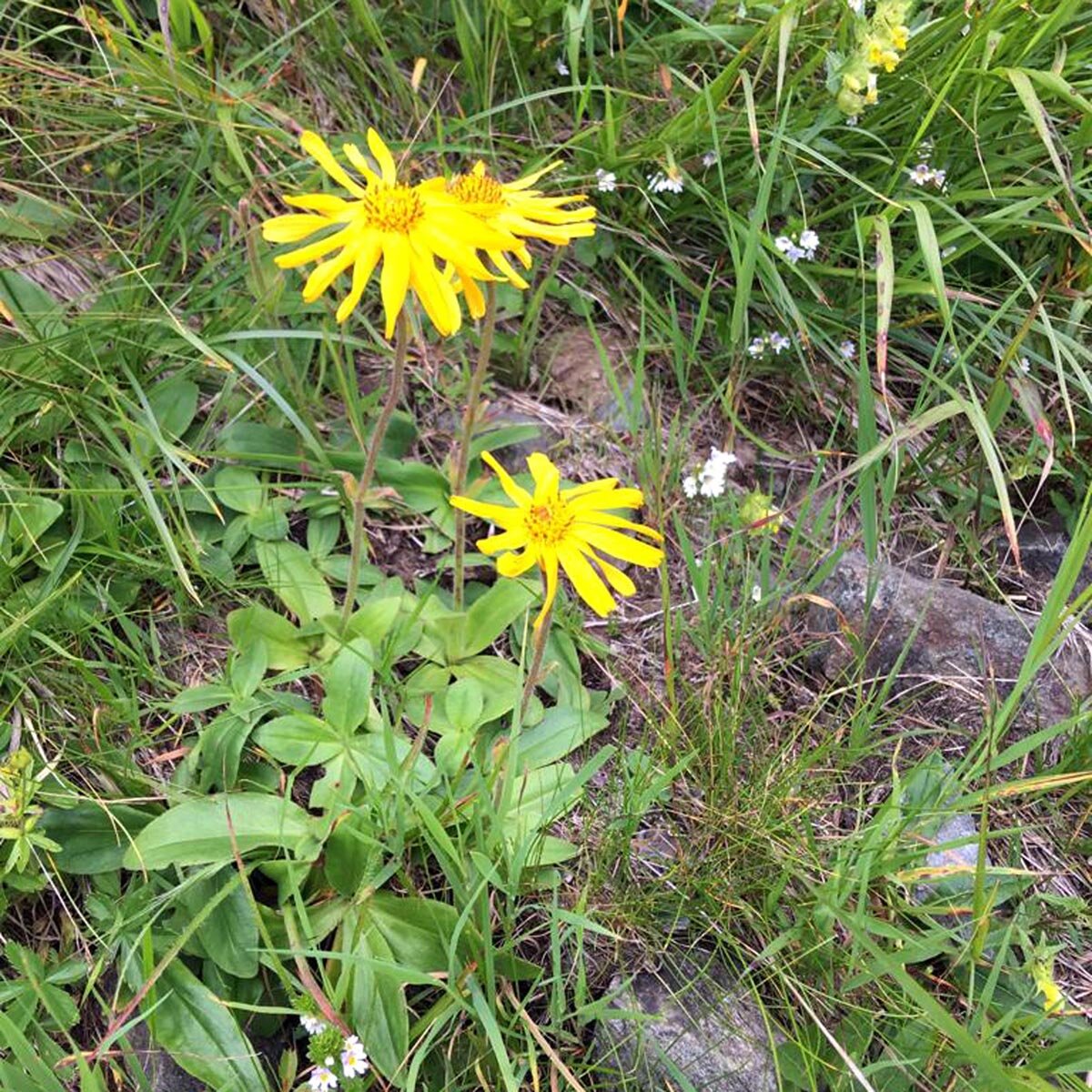 Semillas De árnica Europeas (Arnica Montana) Más De 20
