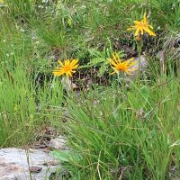 Mountain Arnica / Wolfs Bane (Arnica montana) seeds