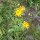 Mountain Arnica / Wolfs Bane (Arnica montana) seeds