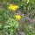 Mountain Arnica / Wolfs Bane (Arnica montana) seeds