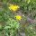 Mountain Arnica / Wolfs Bane (Arnica montana) seeds