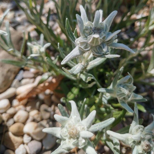 Edelweiss (Leontopodium alpinum) seeds