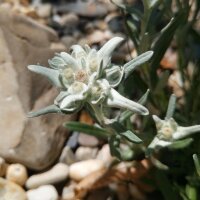 Edelweiss (Leontopodium alpinum) seeds