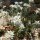 Edelweiss (Leontopodium alpinum) seeds