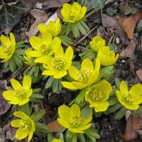 Winter Aconite (Eranthis hyemalis) seeds