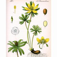 Winter Aconite (Eranthis hyemalis) seeds