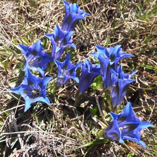 Stemless Gentian (Gentiana acaulis) seeds