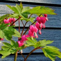 Bleeding Heart / Lyre Flower (Lamprocapnos / Dicentra...