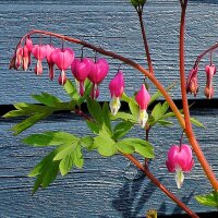 Bleeding Heart / Lyre Flower (Lamprocapnos / Dicentra...