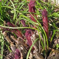 Bleeding Heart / Lyre Flower (Lamprocapnos / Dicentra spectabilis) seeds