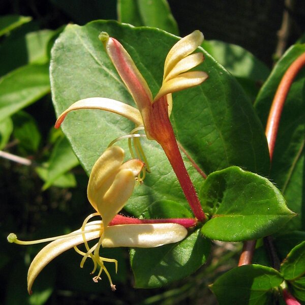 European Honeysuckle (Lonicera periclymenum) seeds