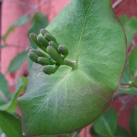 European Honeysuckle (Lonicera periclymenum) seeds