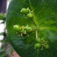 European Honeysuckle (Lonicera periclymenum) seeds