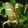 European Honeysuckle (Lonicera periclymenum) seeds