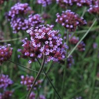 Argentinian Vervain / Purpletop (Verbena bonariensis) seeds