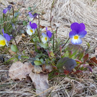 Wild Pansy / Heartsease / Love-In-Idleness (Viola...