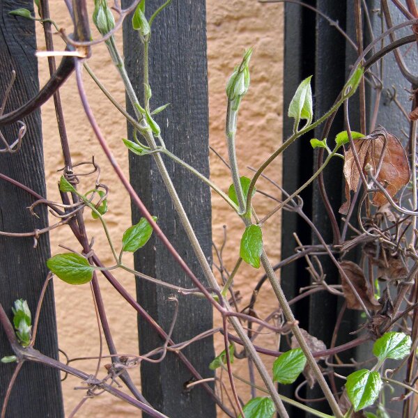 Old Mans Beard / Travellers Joy (Clematis vitalba) seeds