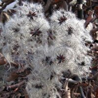 Old Mans Beard / Travellers Joy (Clematis vitalba) seeds