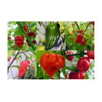 The Hottest Chilli Peppers In The World - Seed kit gift box