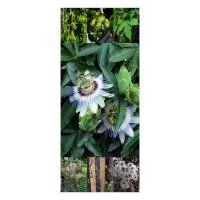 Perennial Climbing Plants - Seed kit gift box