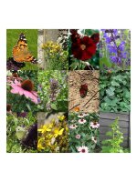 Butterfly Garden - Seed kit gift box