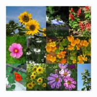 Fast-Growing Flowers - Seed kit gift box