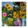 Fast-Growing Flowers - Seed kit gift box