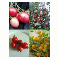 Sweet Cherry Tomatoes - Seed kit gift box