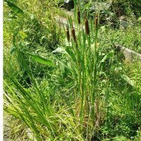 Broadleaf Cattail/ Reedmace (Typha latifolia) seeds