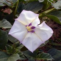 Desert Thorn-Apple (Datura discolor) seeds