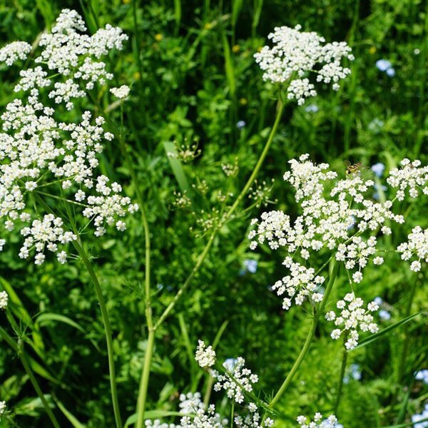 Anise/ Aniseed (Pimpinella anisum) seeds