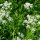 Anise, aniseed (Pimpinella anisum)