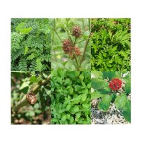Chinese Medicinal Herbs of TCM - Seed Kit Gift Box