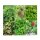 Chinese Medicinal Herbs of TCM - Seed Kit Gift Box