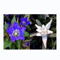 Edelweiss & Gentian - Seed kit gift box
