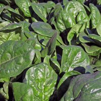 Spinach Matador (Spinacia oleracea) organic seeds