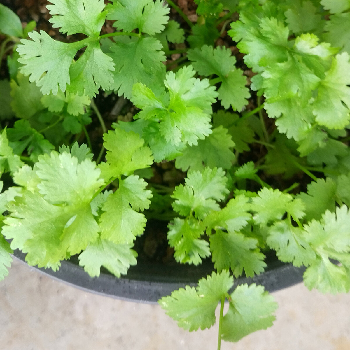 Cilantro / Leaf Coriander 'Caribe' (Coriandrum sativum) organic seeds